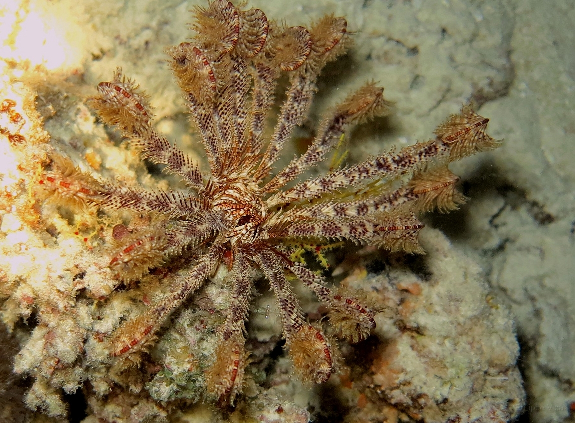 IMG_0801rf_Maldives_Madoogali_Plongee 7_House reef_Crinoide.jpg